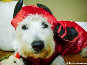 Devil Costume - Martha Stewart Pets