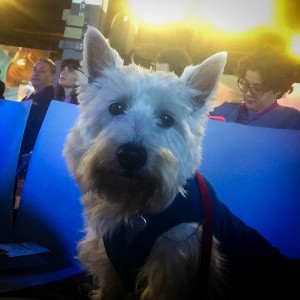 Better with Pets Summit - PrestonSpeaks.com