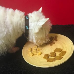 Pooch Pasta - PrestonSpeaks.com