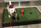 Airport dog relief areas - PrestonSpeaks.com