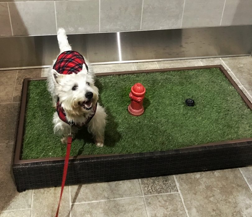 Airport dog relief areas - PrestonSpeaks.com