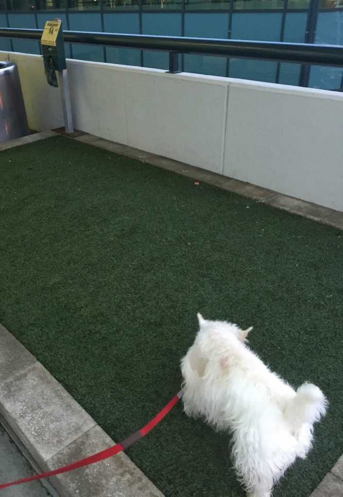 Airport dog relief areas - PrestonSpeaks.com