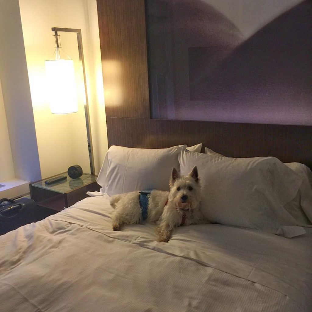 6 pet hotel travel tips - PrestonSpeaks.com