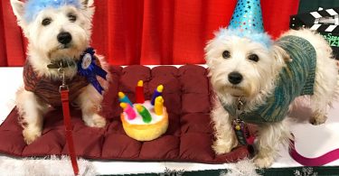 Preston's 8th Barkday party