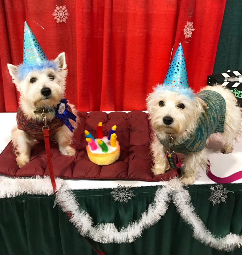 Preston's 8th Barkday party