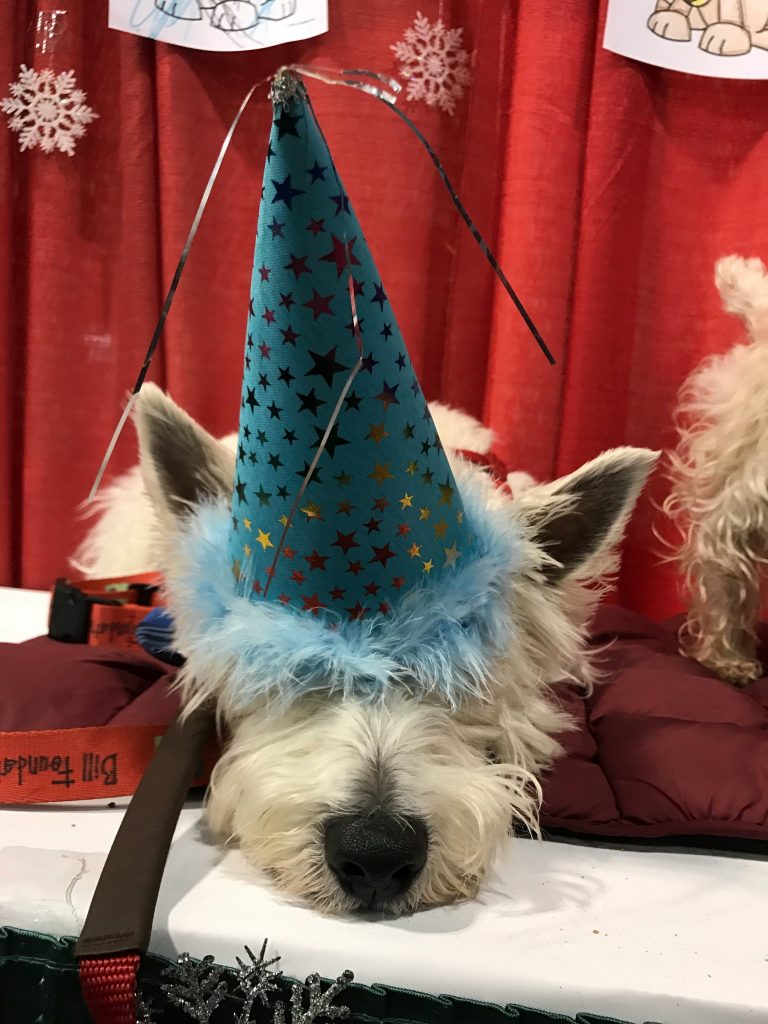 Preston's 8th Barkday party