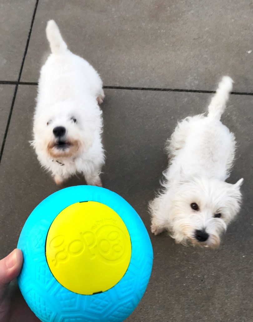 goDog RhinoPlay Dog Toys Review - PrestonSpeaks.com