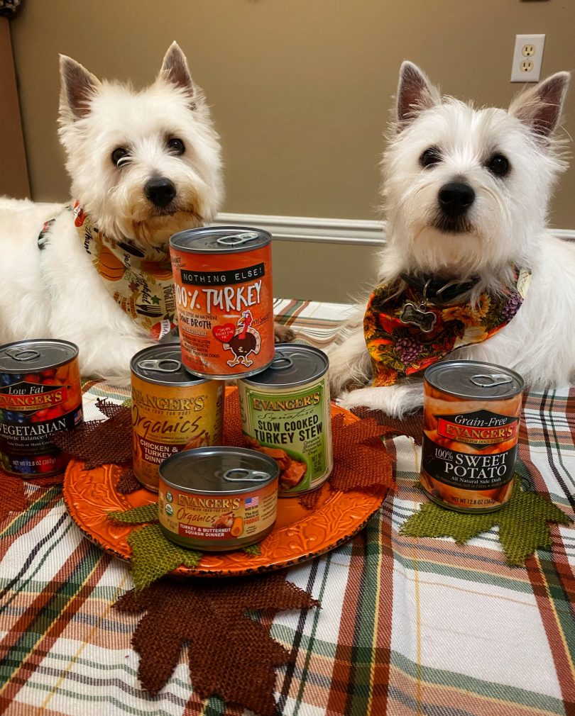 Dog Friendsgiving Celebration with Evangers