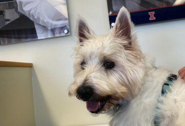 Preston at the University of Illinois Vet Hospital