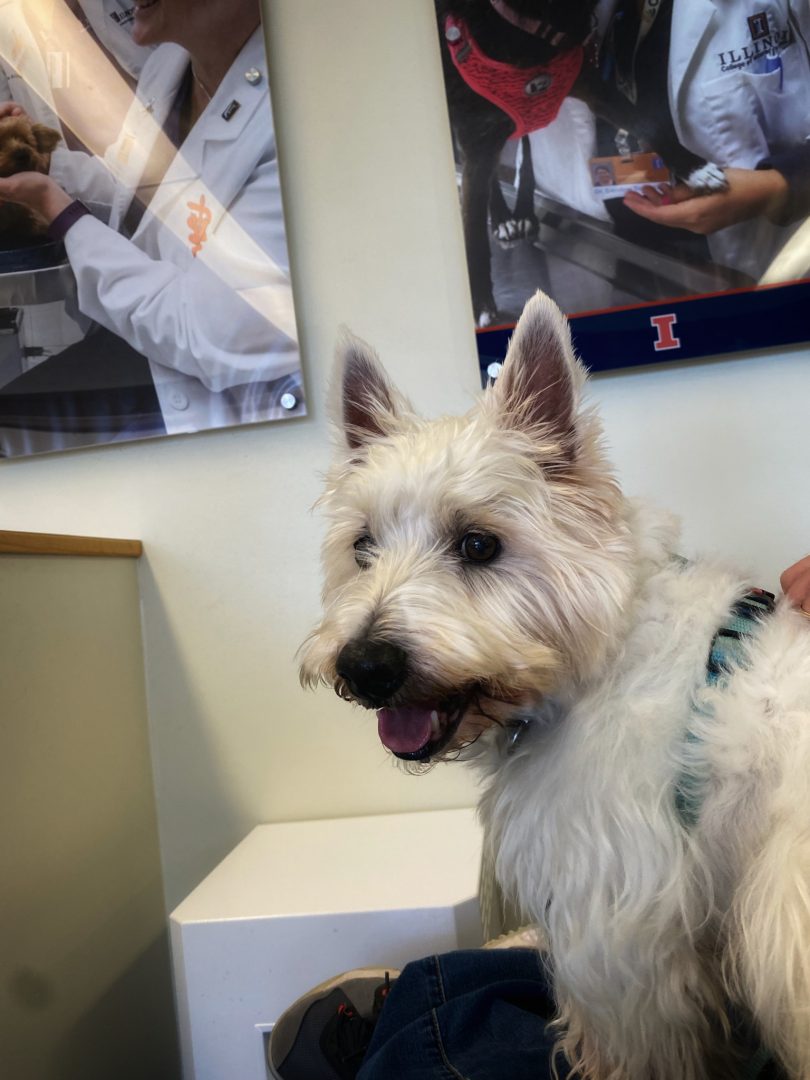 Preston at the University of Illinois Vet Hospital